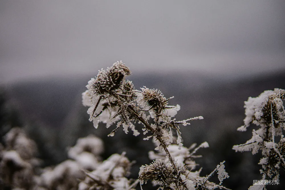 高清摄影 一片覆盖着雪花的植物特写