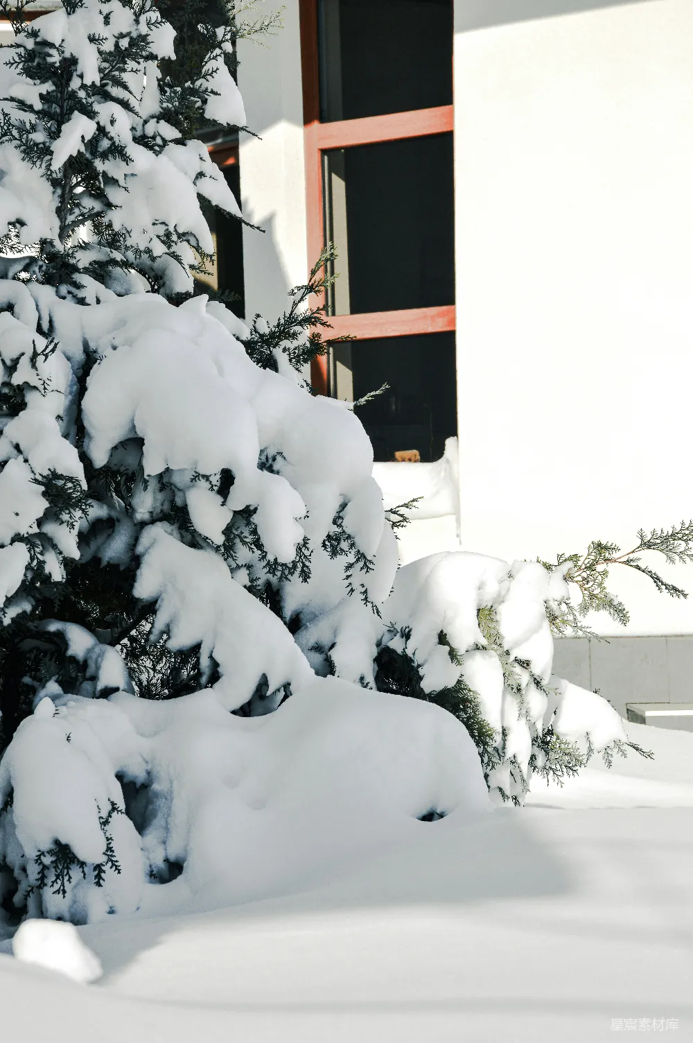 高清摄影 建筑旁边覆盖着白雪的常绿树。