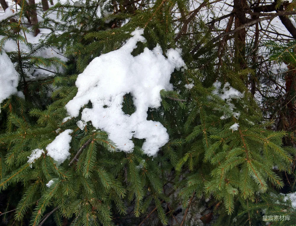 高清摄影 覆盖着白雪的树木