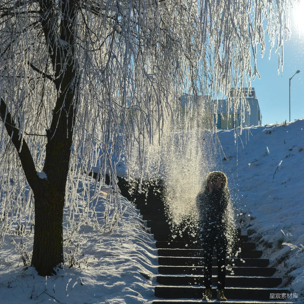 高清摄影 两侧栽有树木的雪地楼梯