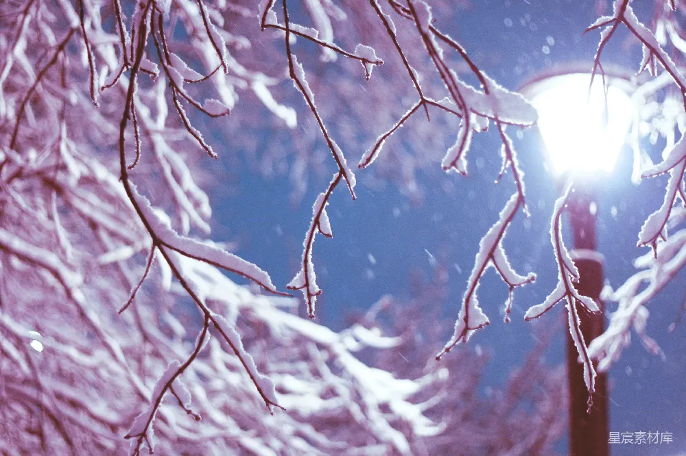 高清摄影 街边覆盖着白雪的路灯旁边有一棵树