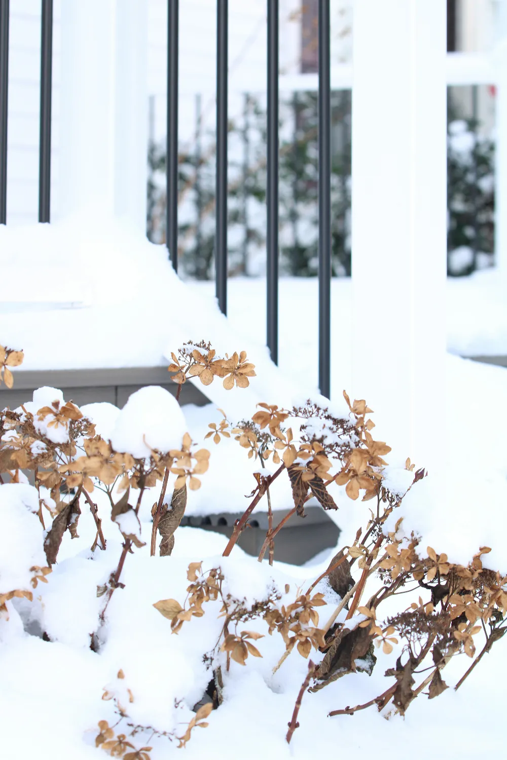高清摄影 一建筑外的雪覆盖花盆