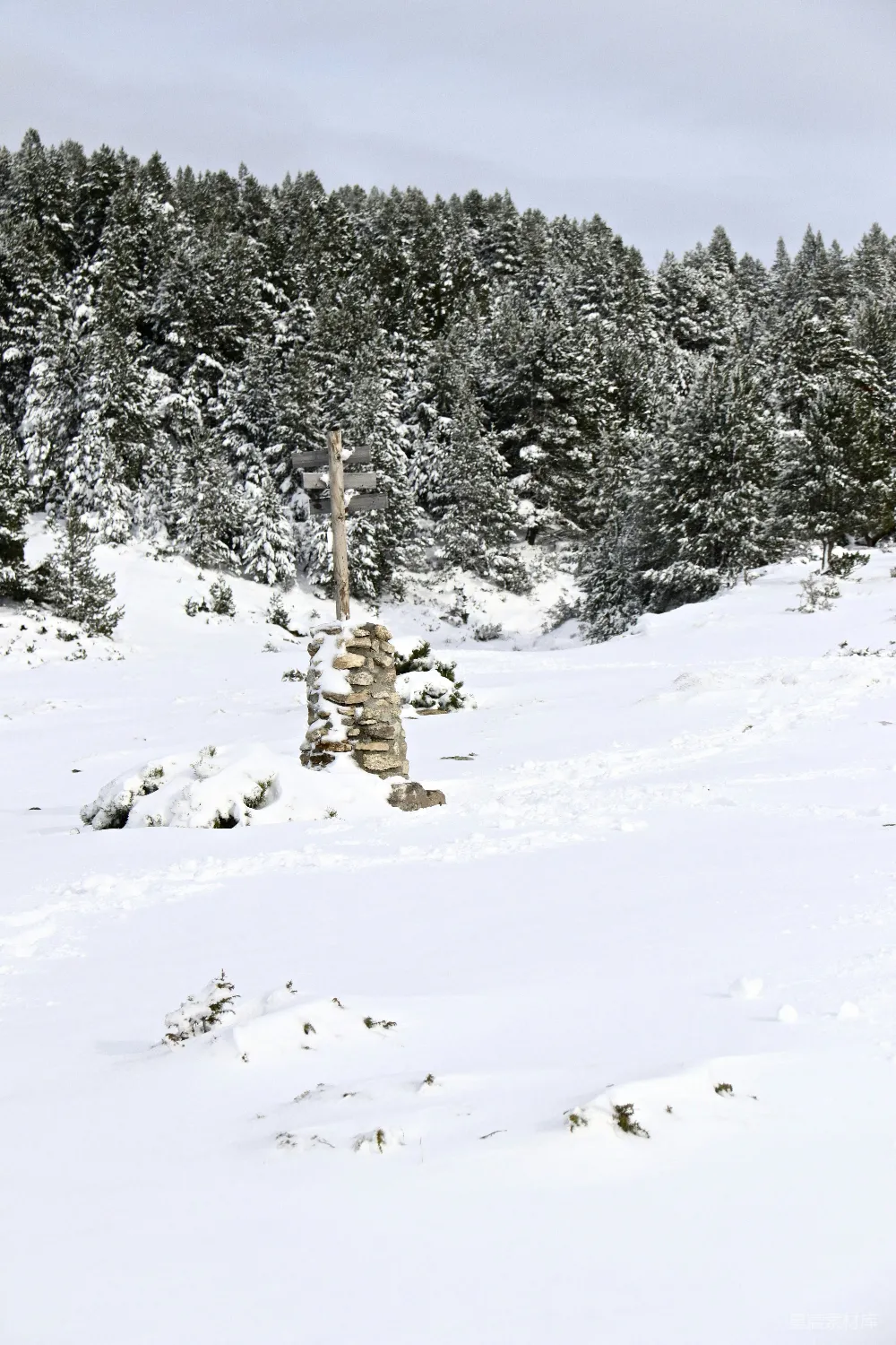 高清摄影 一片雪覆盖的树木景观