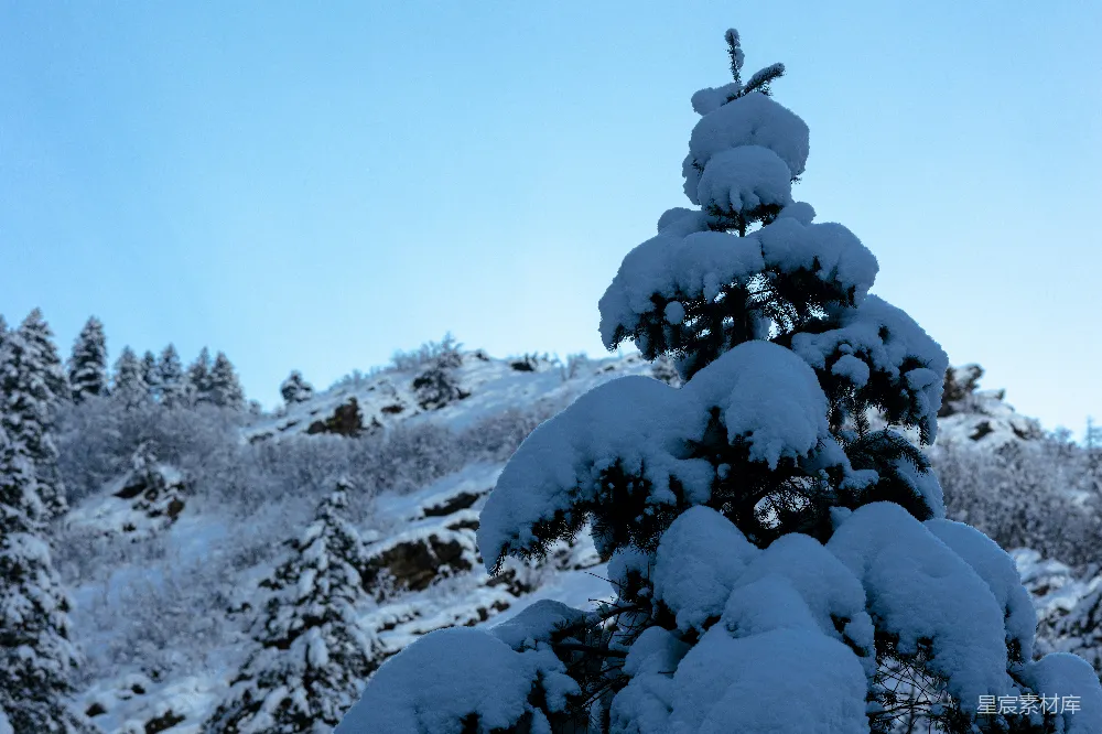 高清摄影 雪覆盖的松树矗立在一片白雪皑皑的山中