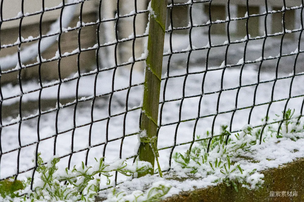 高清摄影 一只鸟站在雪地里的栅栏上