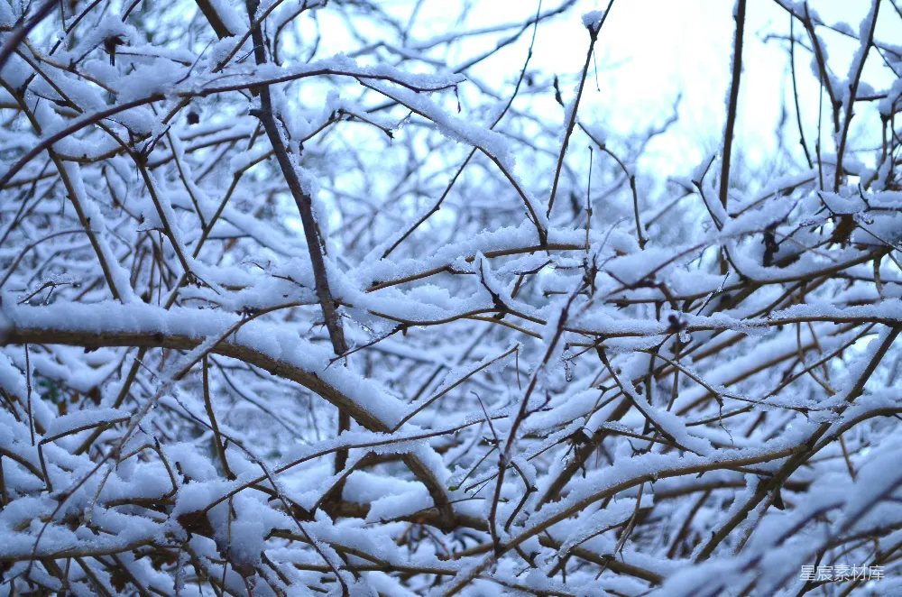 高清摄影 一只鸟栖息在覆盖着白雪的树干上。