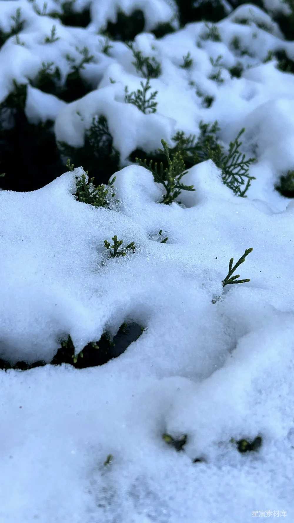 高清摄影 一片雪地上的植物群落