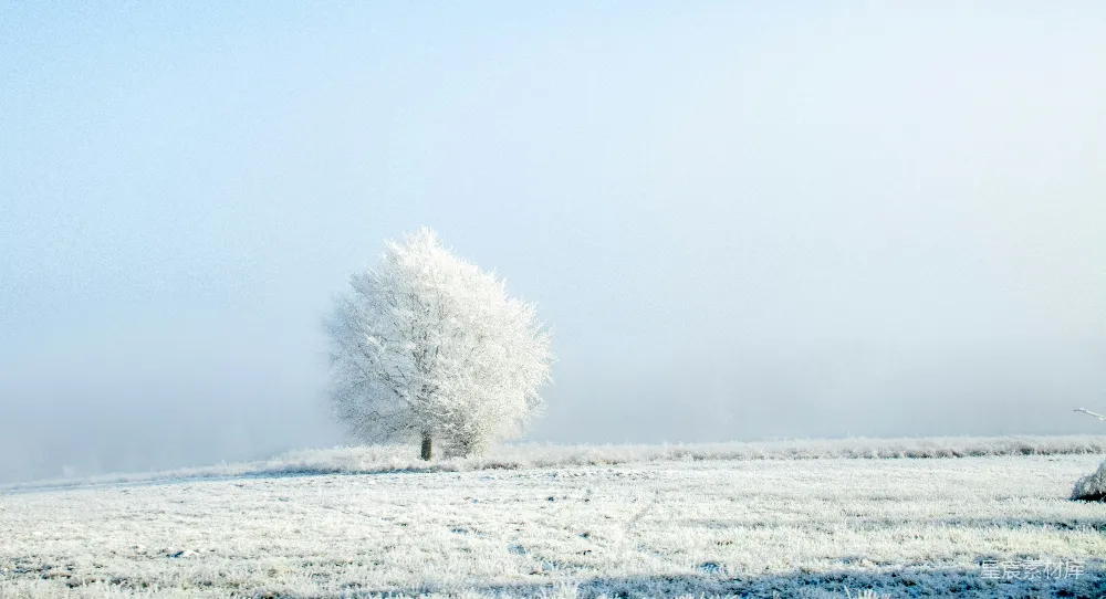 高清摄影 一棵孤树矗立在一片雪地的中间。