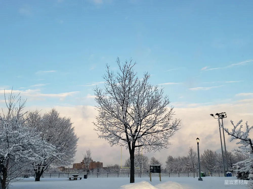高清摄影 白天蓝天下覆盖着积雪的地面上裸露的树木