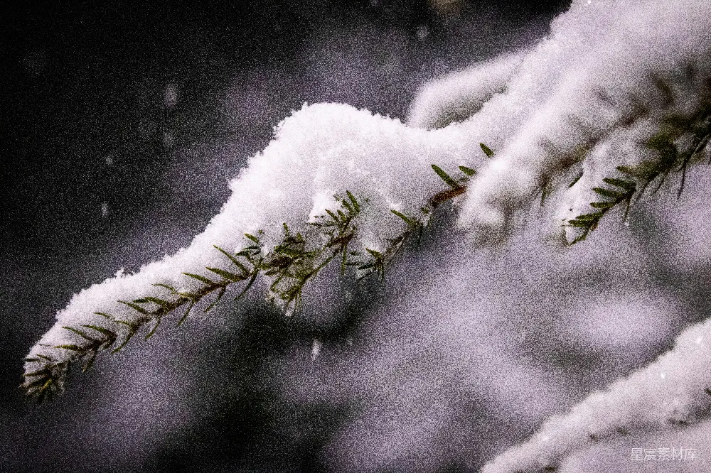 高清摄影 棕色木棍上的白雪
