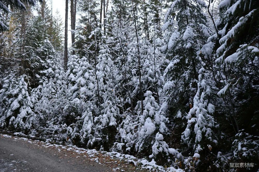 高清摄影 被雪覆盖的树木环绕的道路