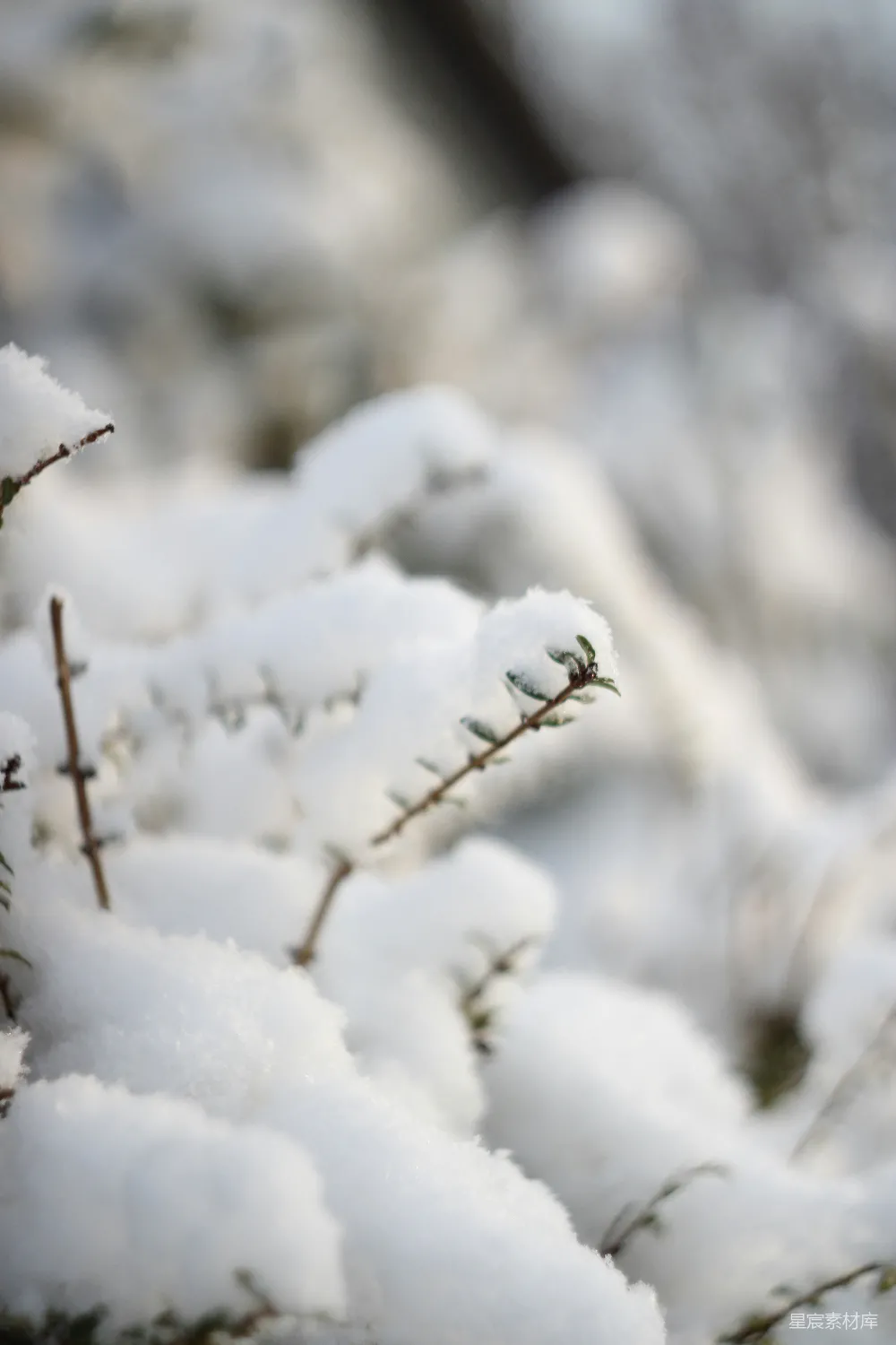 高清摄影 树干上的一处特写镜头中的雪