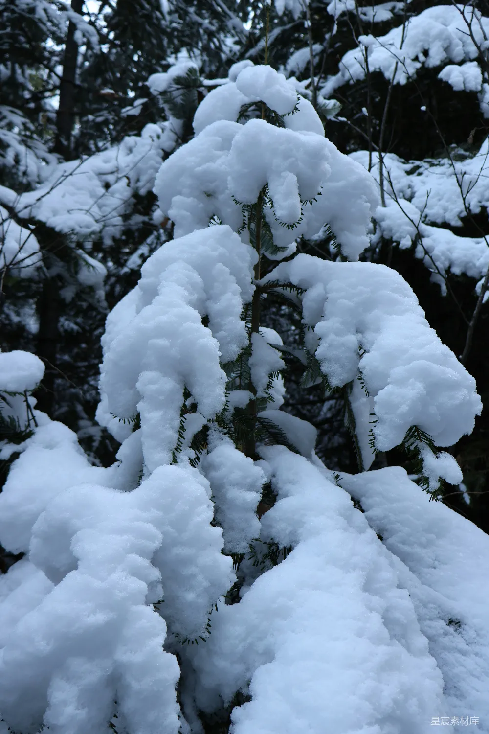 高清摄影 森林里一棵覆盖着白雪的松树