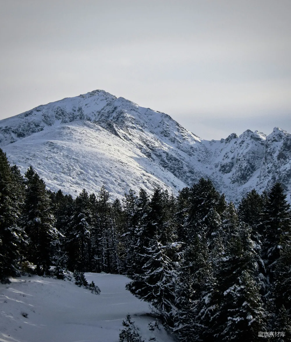 高清摄影 一棵覆盖着白雪的山树