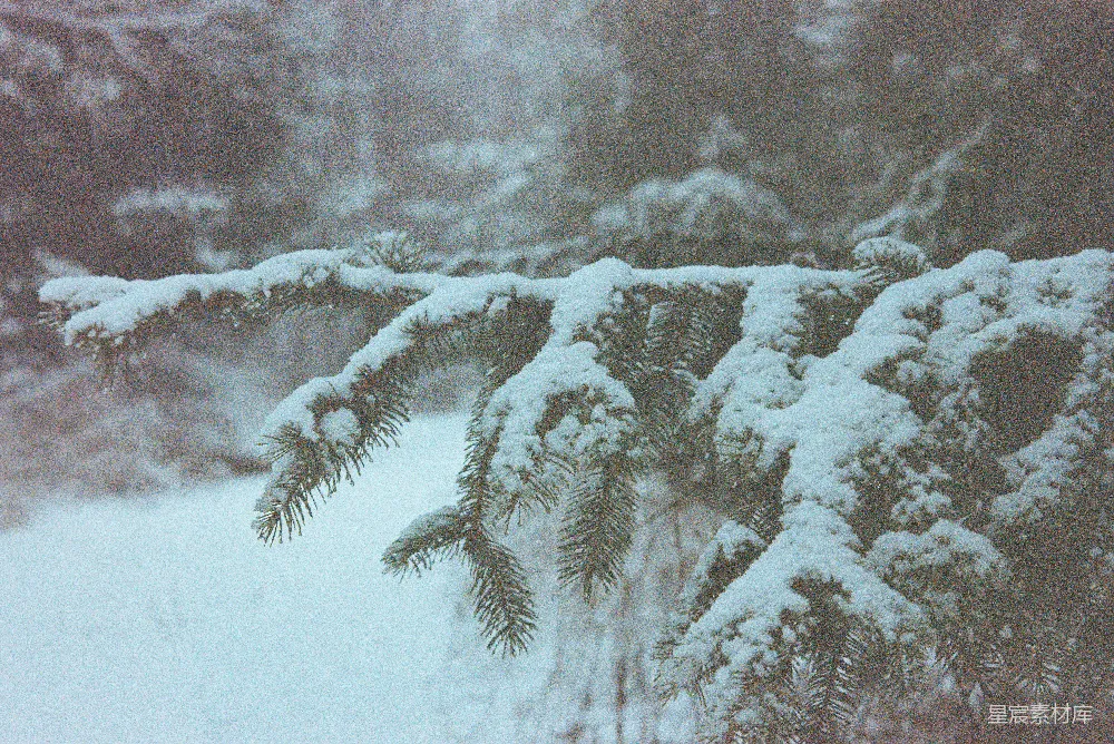 高清摄影 森林中一棵覆盖着白雪的松树
