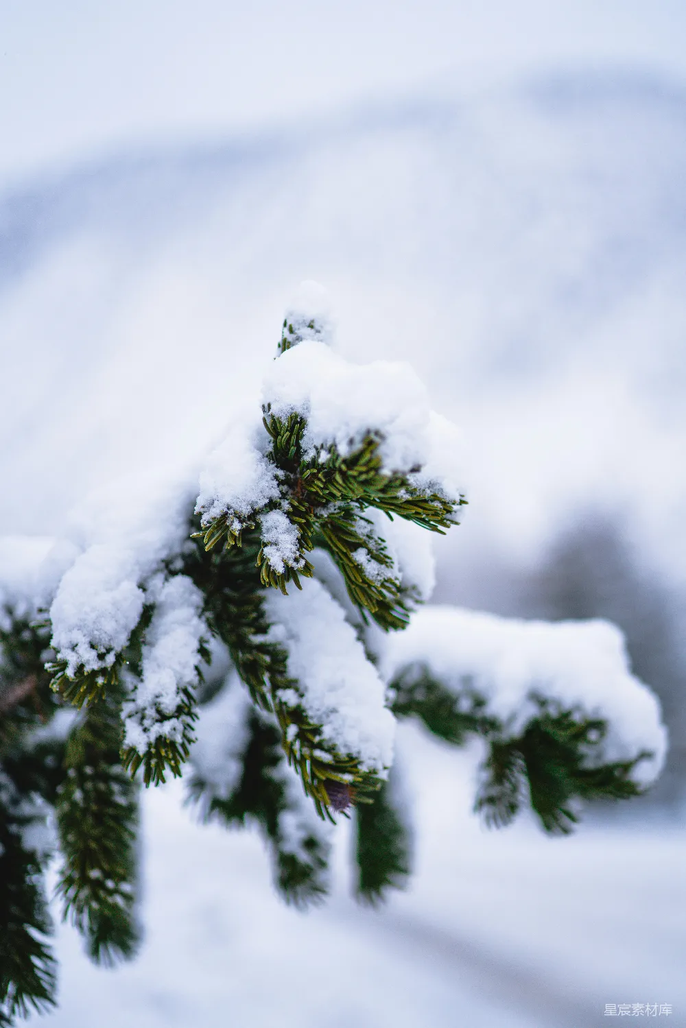 高清摄影 一棵松树的特写镜头，上面覆盖着白雪