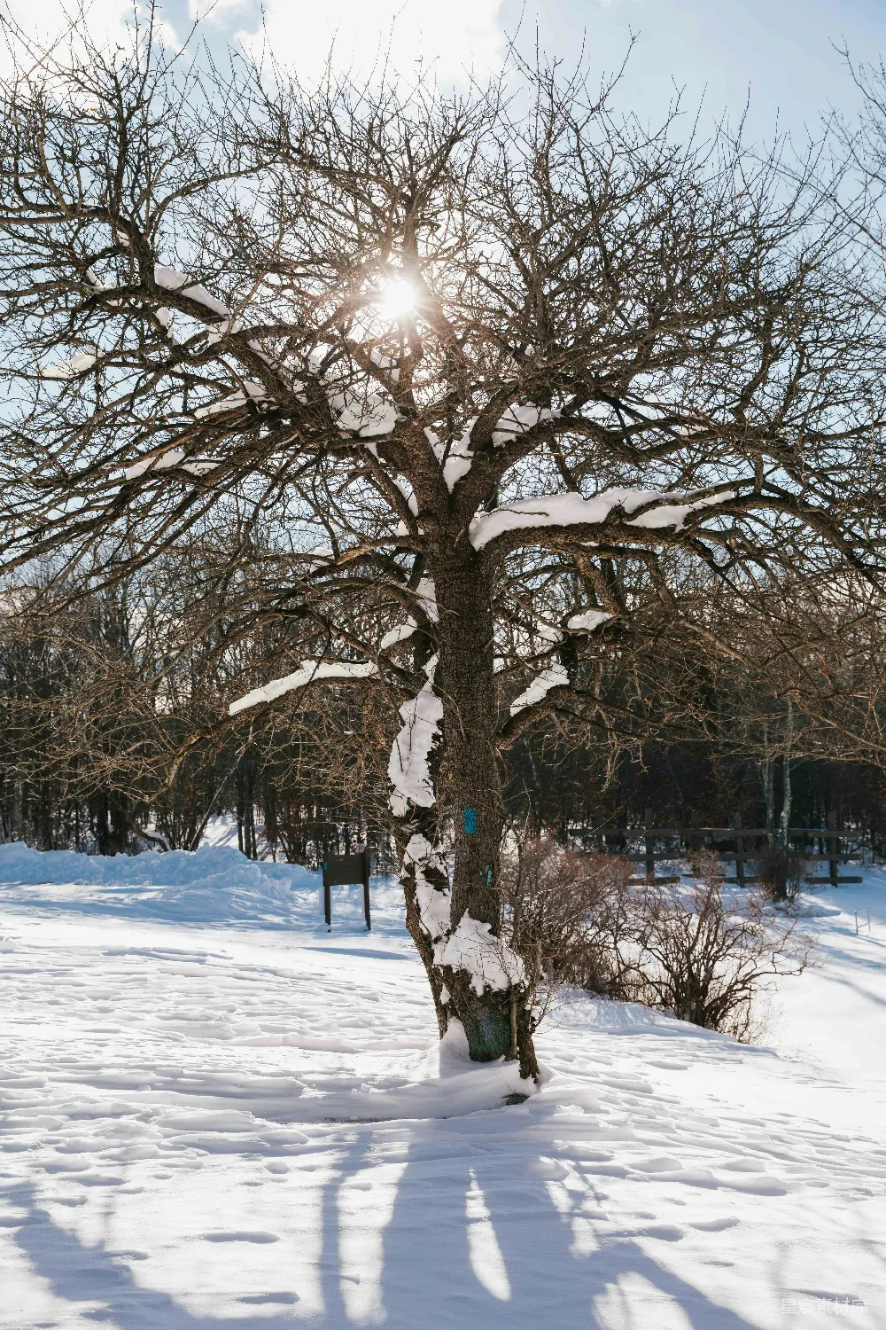 高清摄影 雪地中一棵树