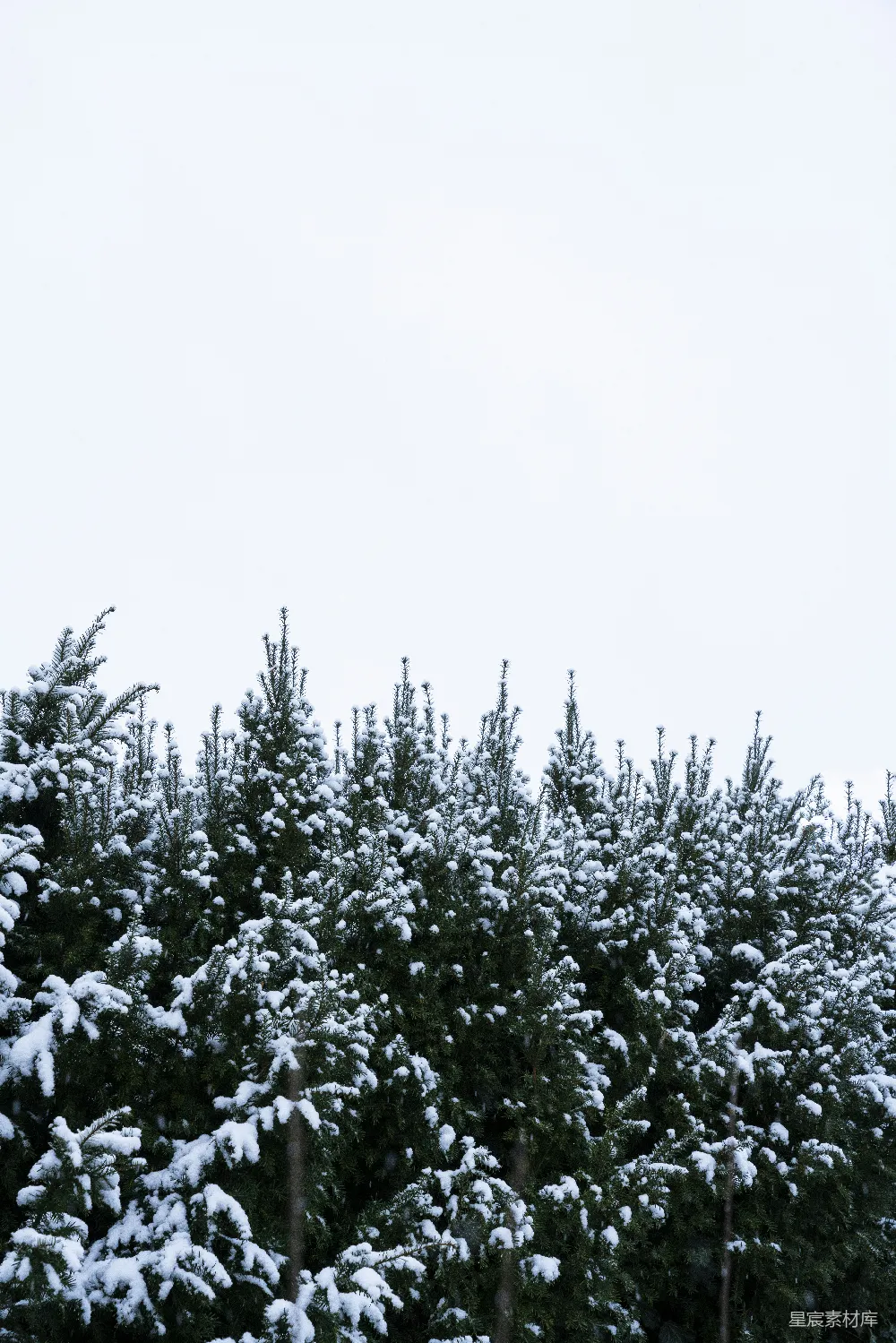 高清摄影 覆盖着白雪的绿松树