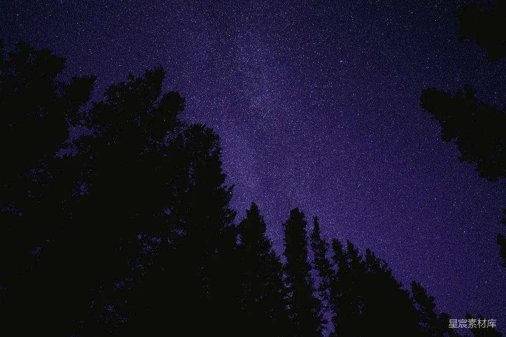 高清摄影 夜空布满了星星和树木