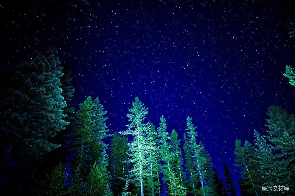 高清摄影 满天星光与树木的夜晚天空