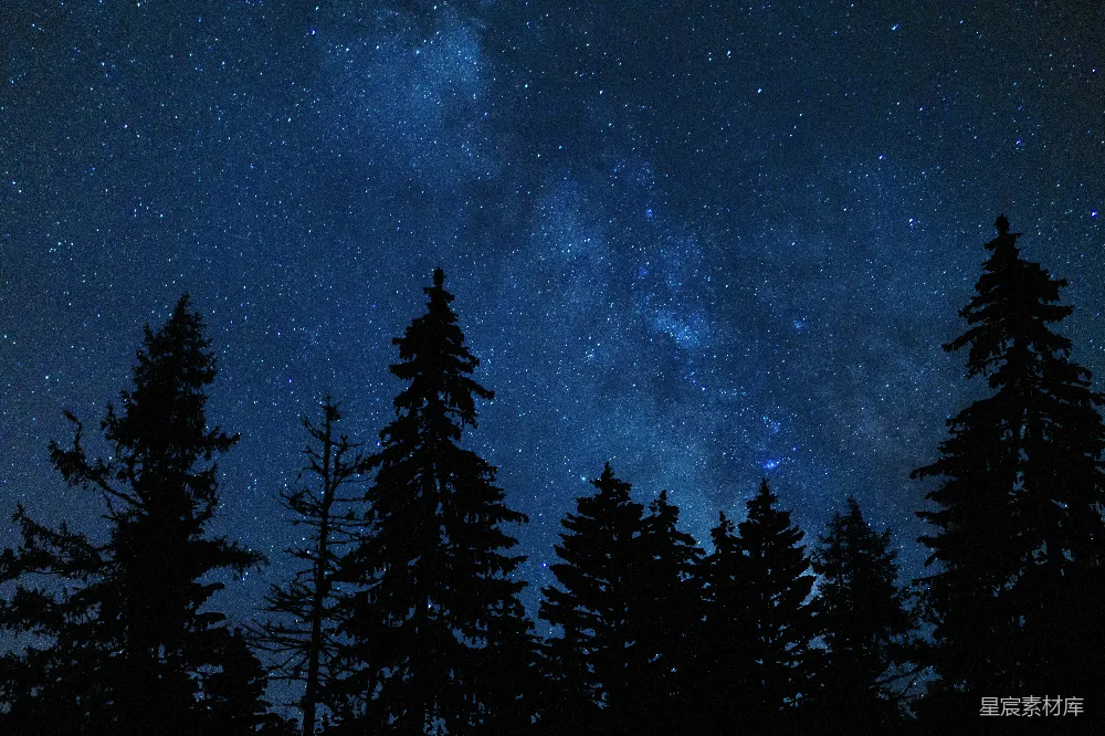 高清摄影 夜空被星星和树木填满