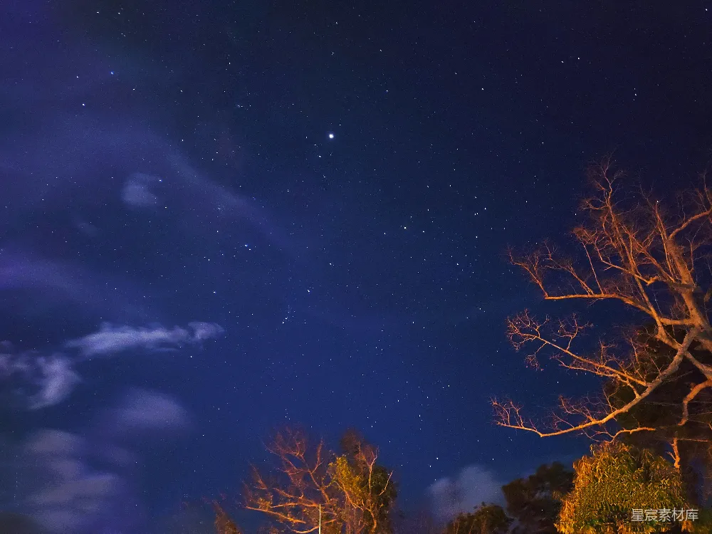 高清摄影 夜空中繁星下的棕榈树