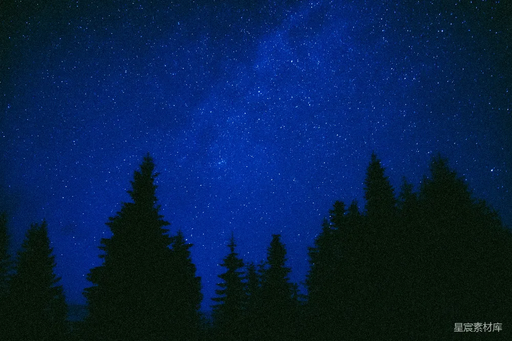 高清摄影 夜空中树木的轮廓剪影