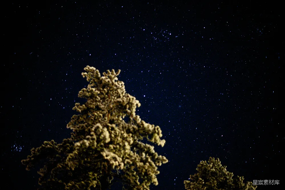 高清摄影 夜空繁星点点，树影斑驳。