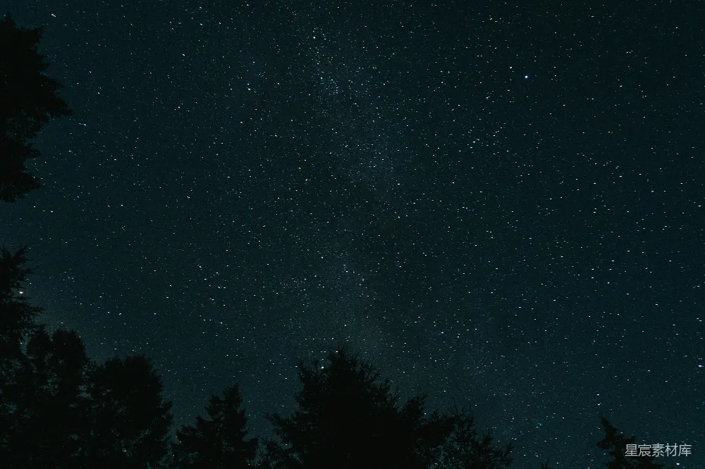 高清摄影 满天星斗的夜空与树木