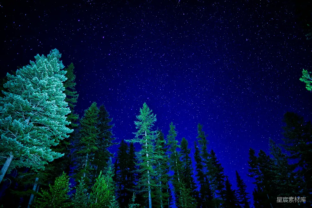 高清摄影 满天繁星与树木的夜空