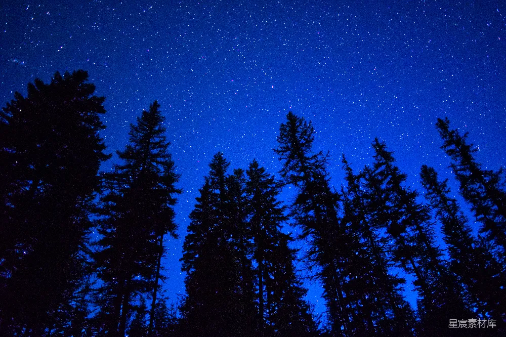 高清摄影 夜空布满了星星和树木