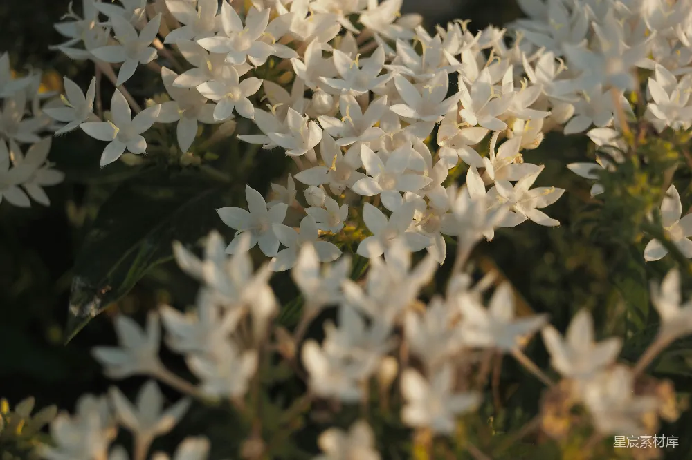 高清摄影 阳光下绽放着 delicate 白色的星形花朵。