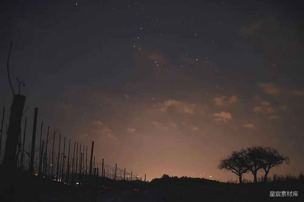 高清摄影 星夜下树影的轮廓