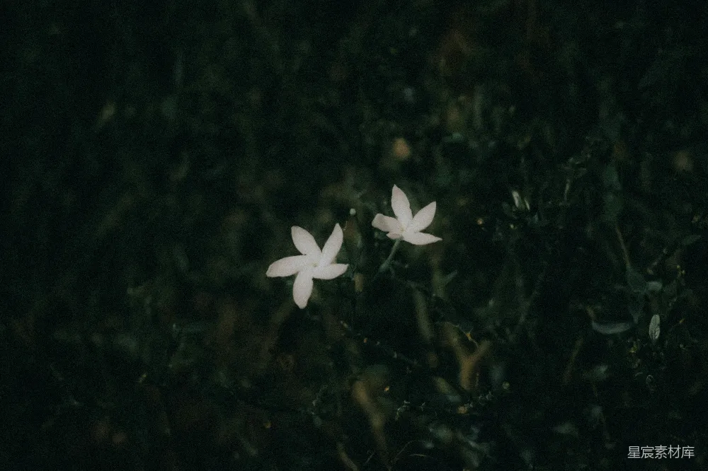 高清摄影 两朵 delicate 白色花朵在深绿色中绽放。