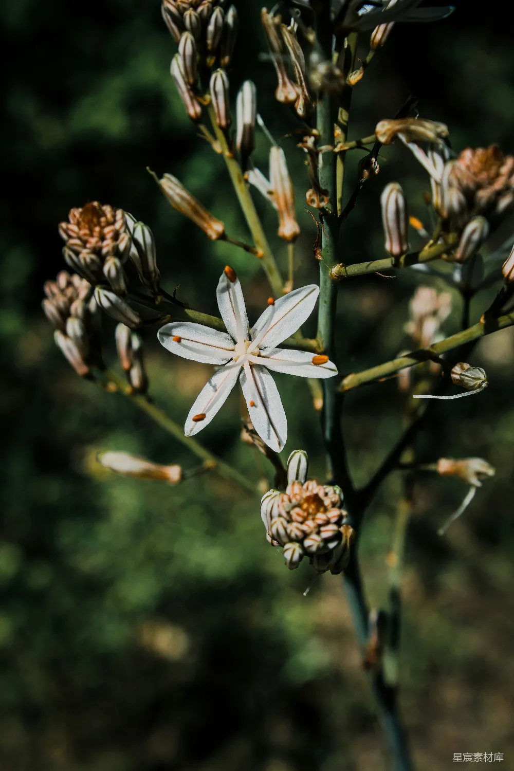 高清摄影 一朵带花蕾的白色五角星形花朵。