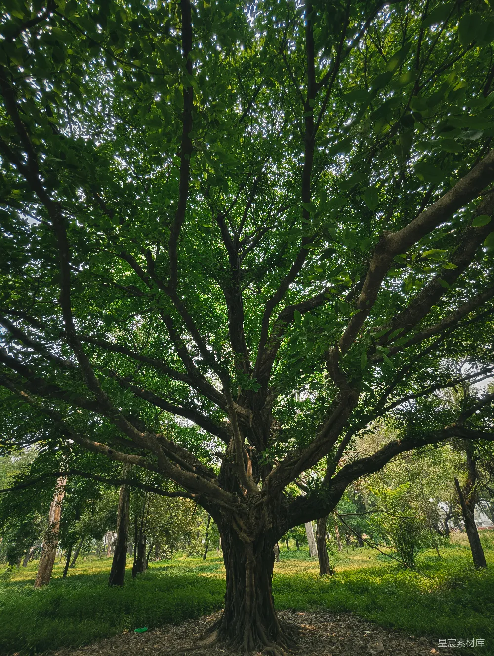 高清摄影 公园中央的一棵大树