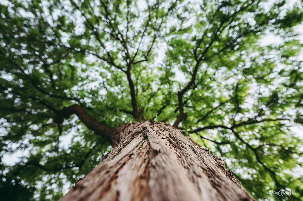 高清摄影 低角度拍摄的绿色树木