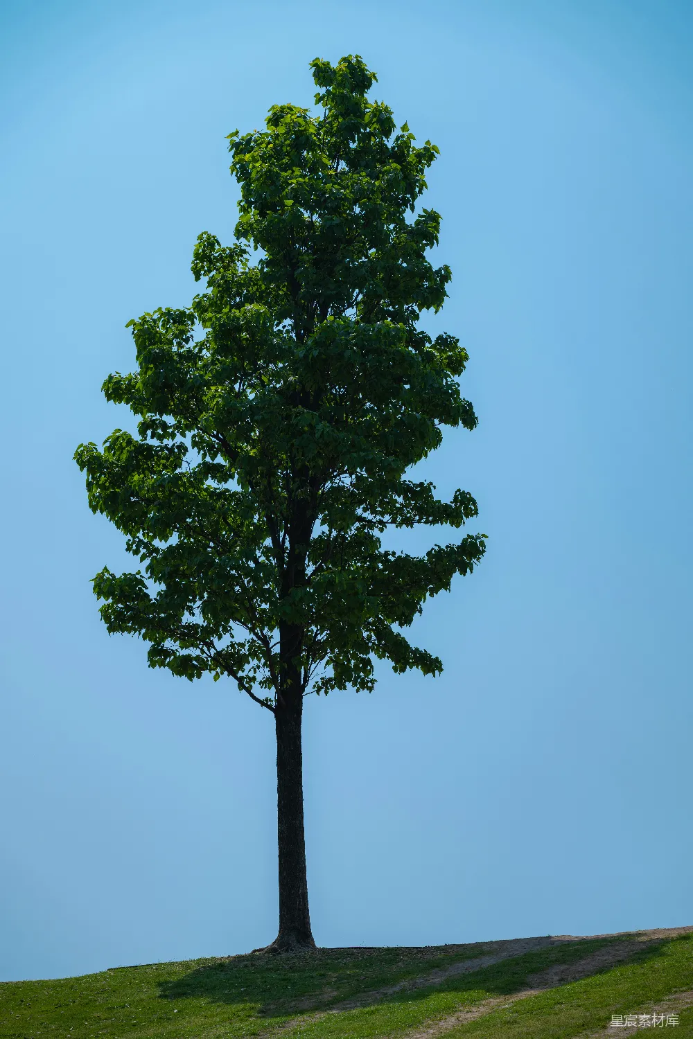 高清摄影 一棵高大的树挺立在晴朗的天空之下。