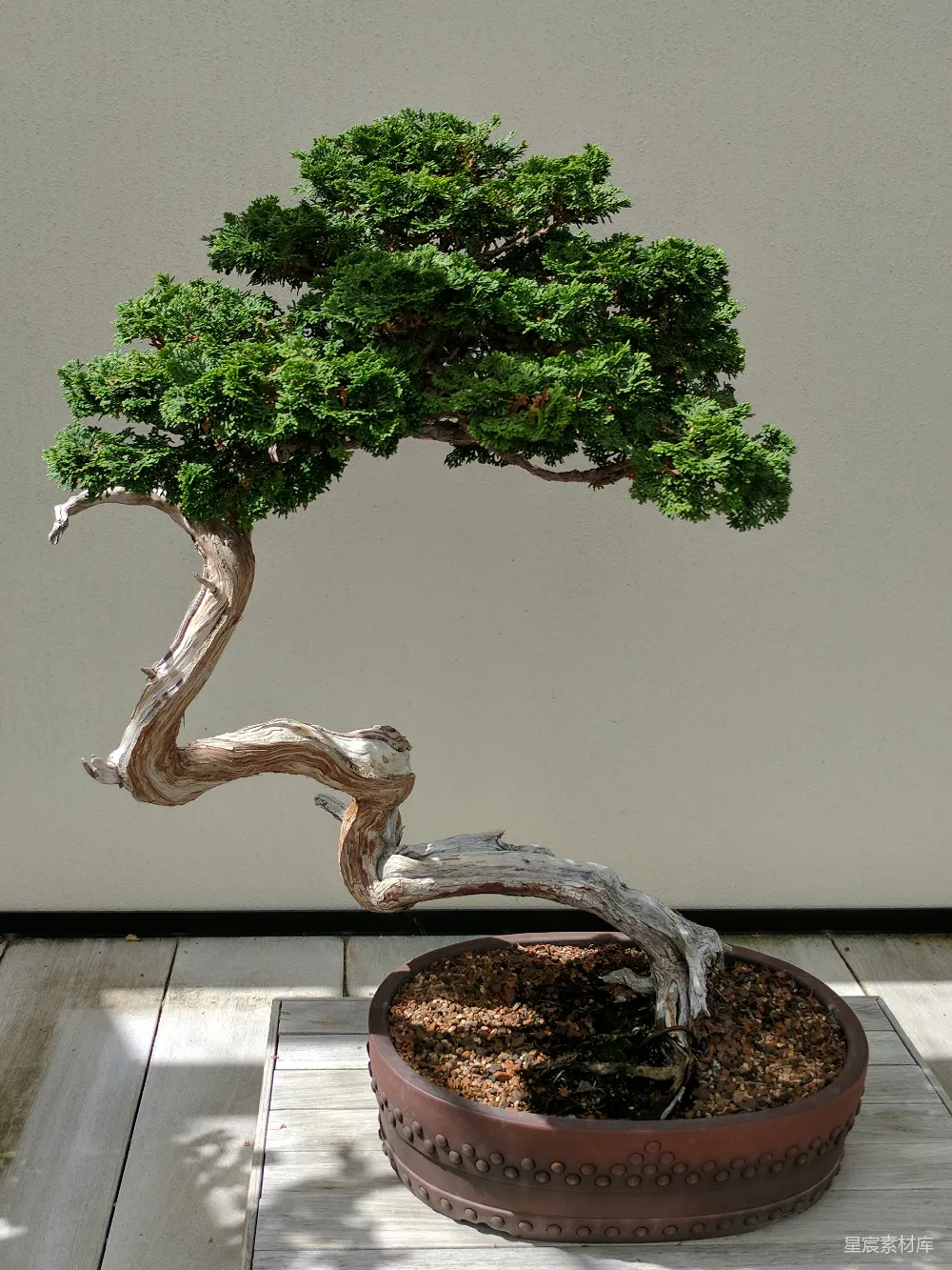 高清摄影 桌上的一个盆景树