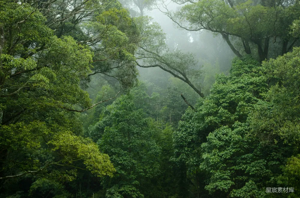 高清摄影 绿树披上一层薄雾