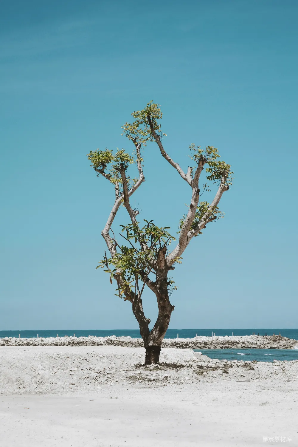 高清摄影 海边的绿叶树