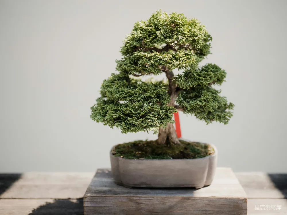 高清摄影 棕色花盆中绿叶 bonsai 植物的照片