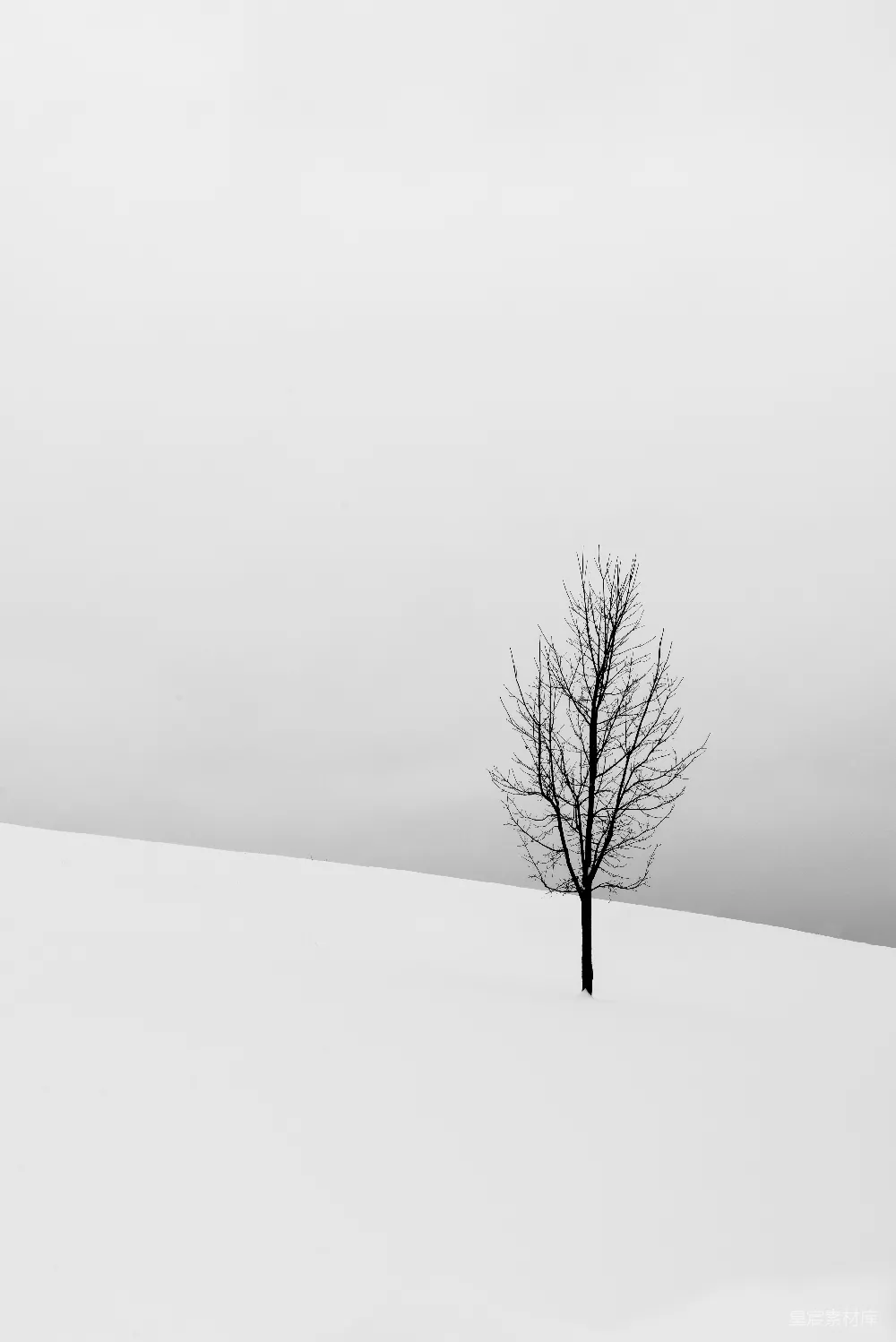 高清摄影 雪地中央的一棵光秃秃的树