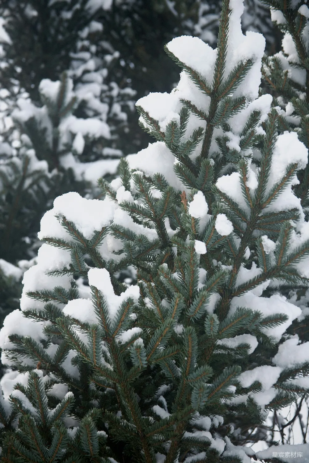 高清摄影 一棵松树被白雪覆盖的特写镜头