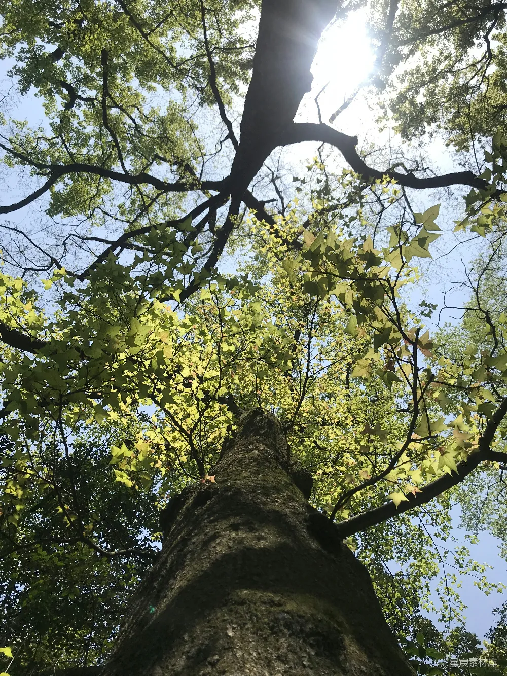 高清摄影 高树