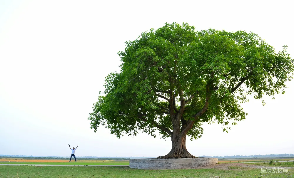 高清摄影 绿树下的绿色草地上白天景象