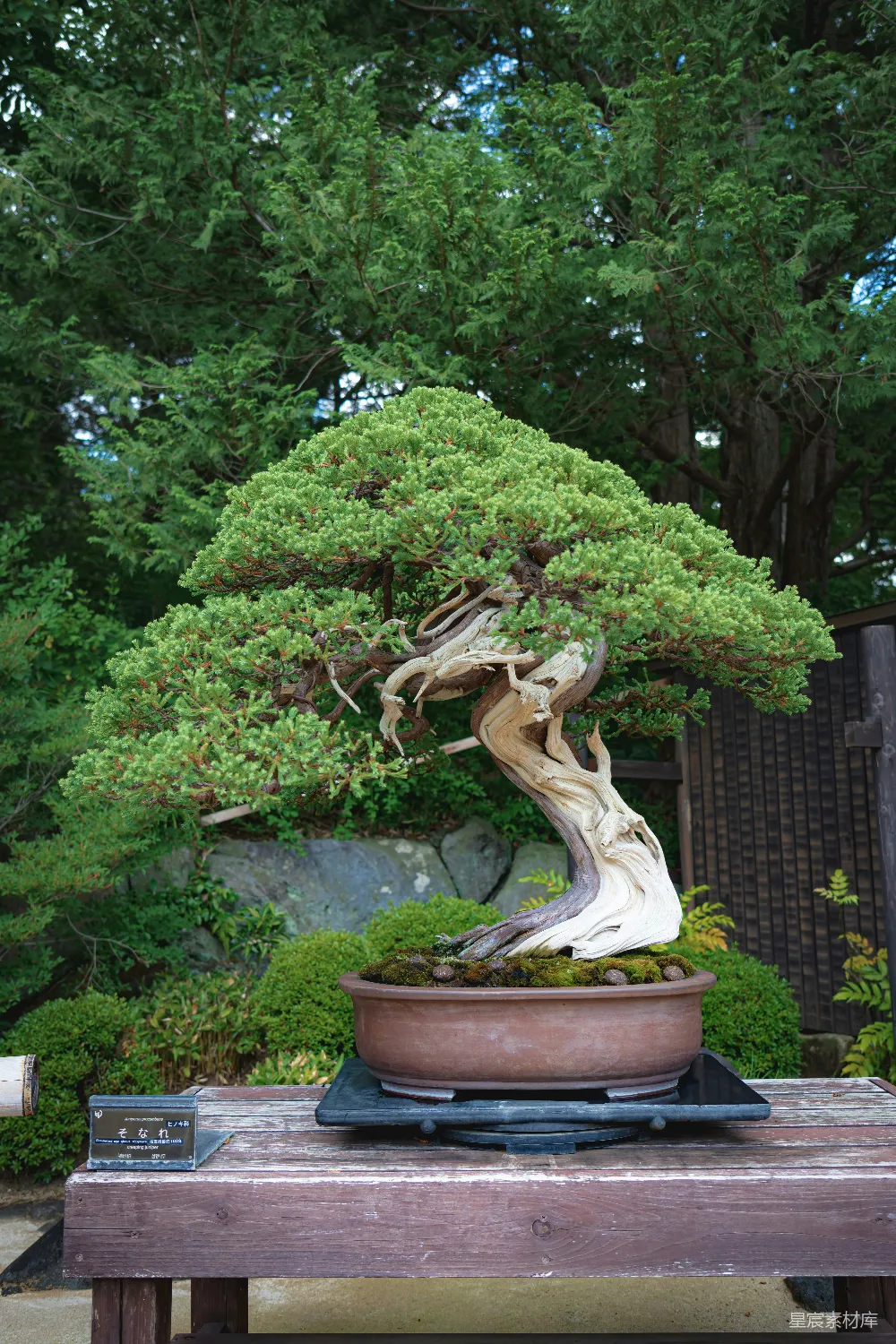 高清摄影 绿色植物放在棕色陶罐里