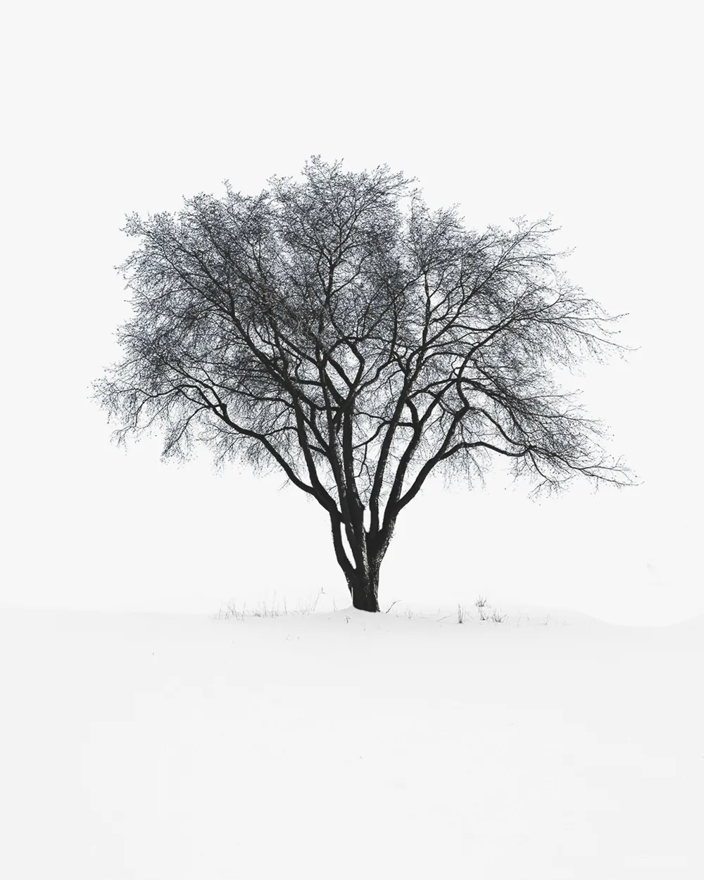 高清摄影 雪原中一棵孤树