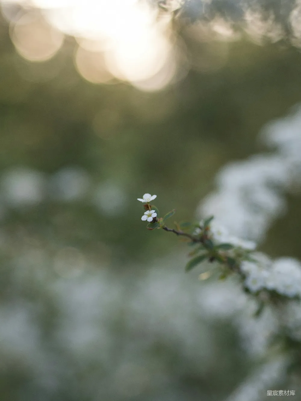 高清摄影 绿叶白花