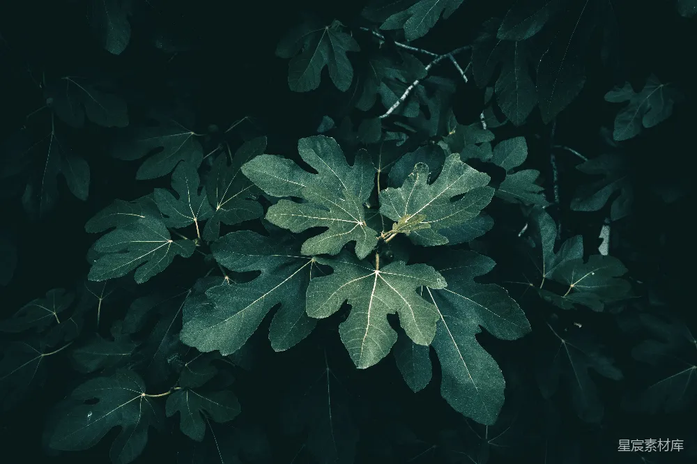高清摄影 树上树叶的特写镜头